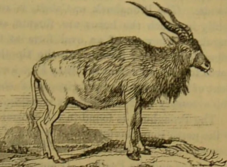 An illustration from A natural history of the animal kingdom : being a systematic and popular description of the habits, structure, and classification of animals, from the lowest to the highest forms. Arranged according to their organisation / by W. S. Dallas., 1860, leaf 725