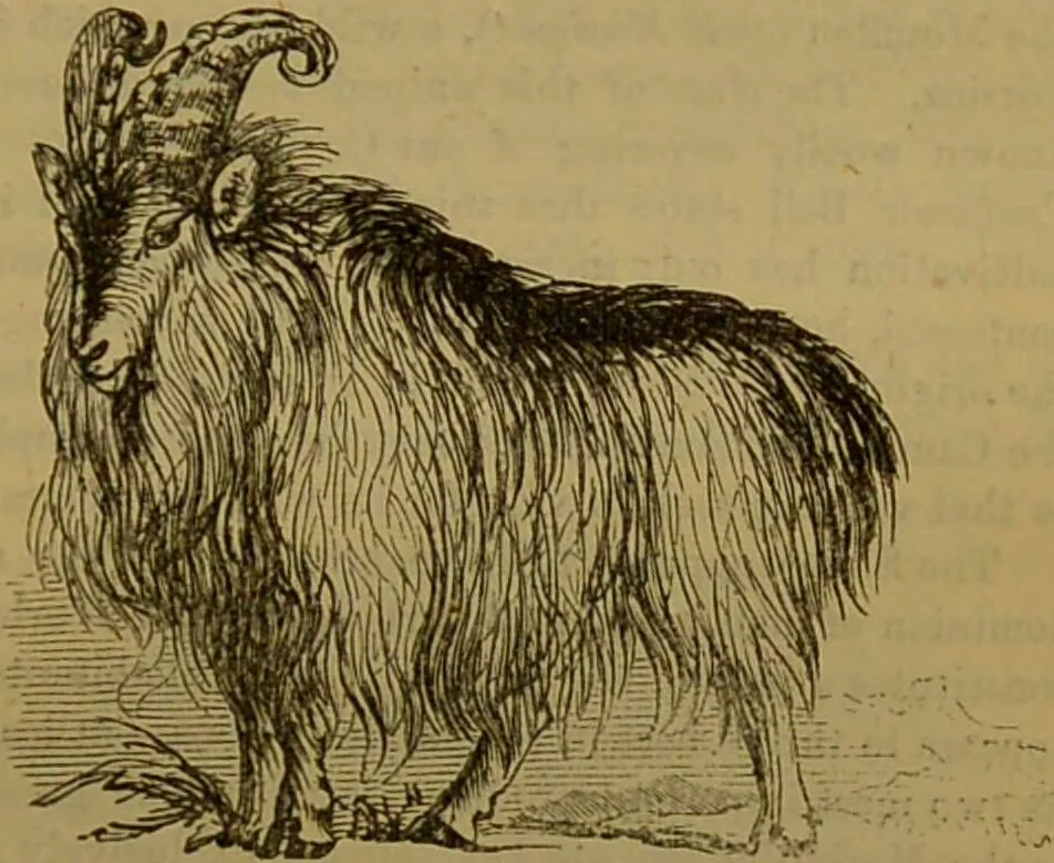 An illustration from A natural history of the animal kingdom : being a systematic and popular description of the habits, structure, and classification of animals, from the lowest to the highest forms. Arranged according to their organisation / by W. S. Dallas., 1860, leaf 727