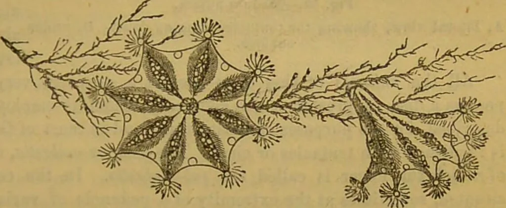 An illustration from A natural history of the animal kingdom : being a systematic and popular description of the habits, structure, and classification of animals, from the lowest to the highest forms. Arranged according to their organisation / by W. S. Dallas., 1860, leaf 73