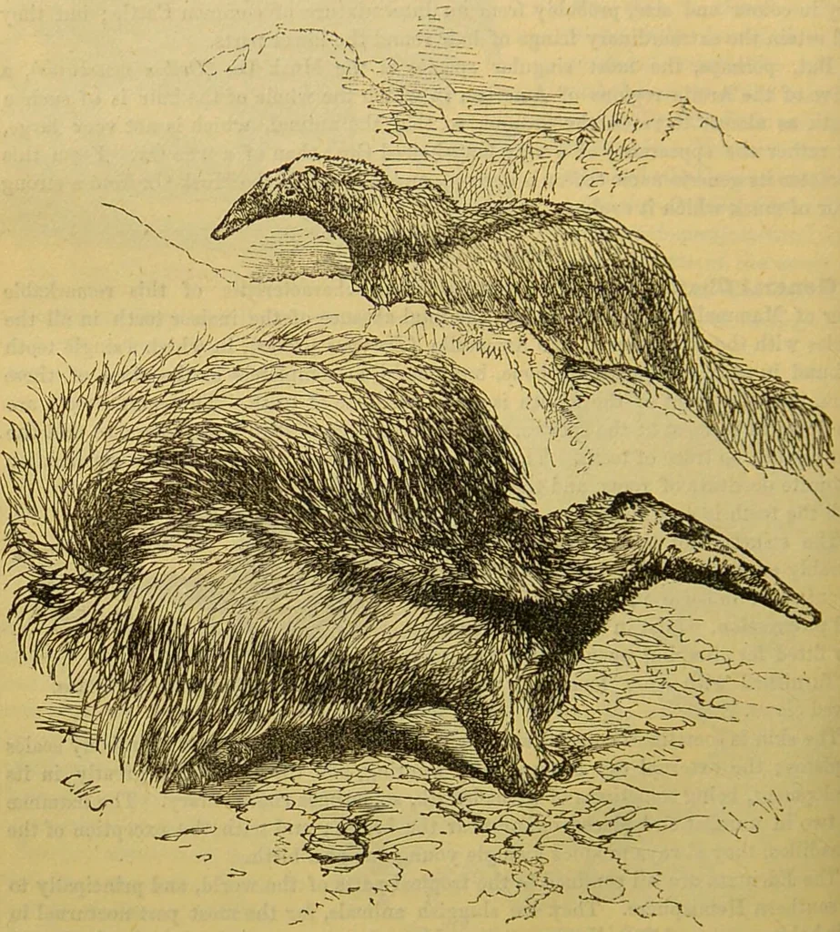 An illustration from A natural history of the animal kingdom : being a systematic and popular description of the habits, structure, and classification of animals, from the lowest to the highest forms. Arranged according to their organisation / by W. S. Dallas., 1860, leaf 732