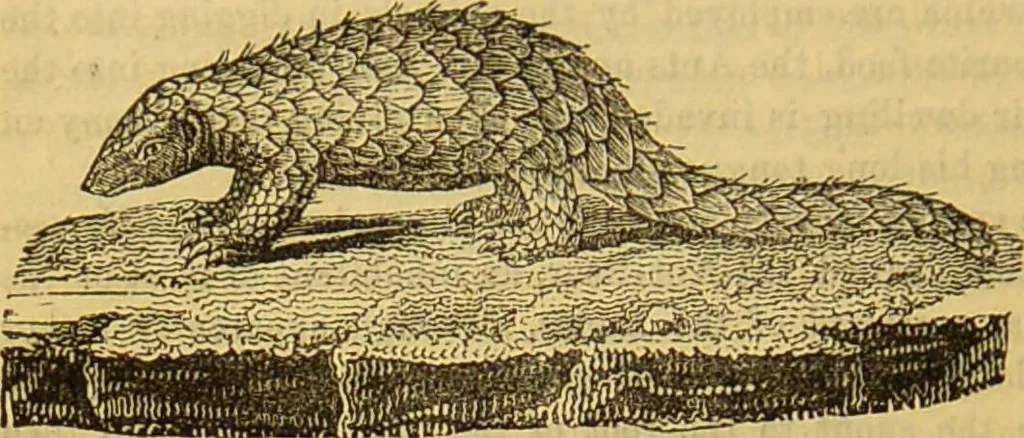 An illustration from A natural history of the animal kingdom : being a systematic and popular description of the habits, structure, and classification of animals, from the lowest to the highest forms. Arranged according to their organisation / by W. S. Dallas., 1860, leaf 734