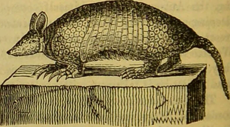 An illustration from A natural history of the animal kingdom : being a systematic and popular description of the habits, structure, and classification of animals, from the lowest to the highest forms. Arranged according to their organisation / by W. S. Dallas., 1860, leaf 734