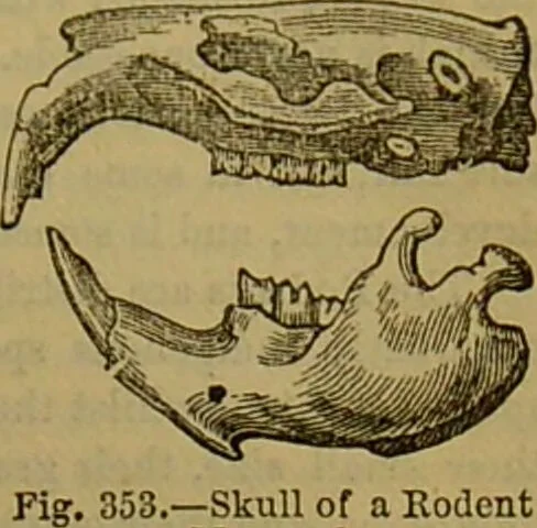 An illustration from A natural history of the animal kingdom : being a systematic and popular description of the habits, structure, and classification of animals, from the lowest to the highest forms. Arranged according to their organisation / by W. S. Dallas., 1860, leaf 737