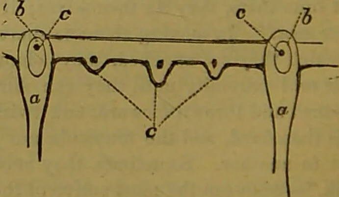 An illustration from A natural history of the animal kingdom : being a systematic and popular description of the habits, structure, and classification of animals, from the lowest to the highest forms. Arranged according to their organisation / by W. S. Dallas., 1860, leaf 74