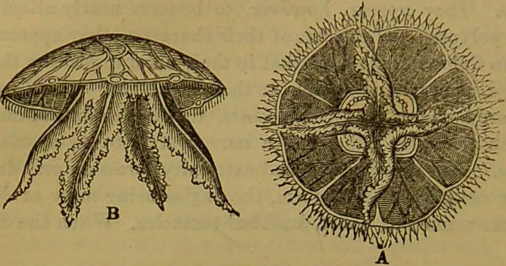 An illustration from A natural history of the animal kingdom : being a systematic and popular description of the habits, structure, and classification of animals, from the lowest to the highest forms. Arranged according to their organisation / by W. S. Dallas., 1860, leaf 74