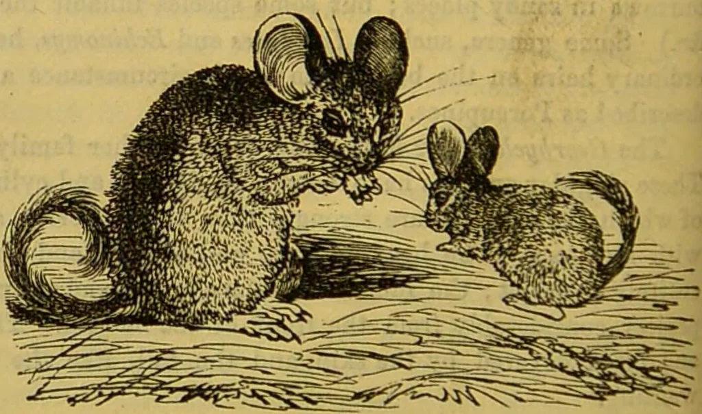 An illustration from A natural history of the animal kingdom : being a systematic and popular description of the habits, structure, and classification of animals, from the lowest to the highest forms. Arranged according to their organisation / by W. S. Dallas., 1860, leaf 744
