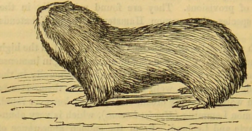 An illustration from A natural history of the animal kingdom : being a systematic and popular description of the habits, structure, and classification of animals, from the lowest to the highest forms. Arranged according to their organisation / by W. S. Dallas., 1860, leaf 744