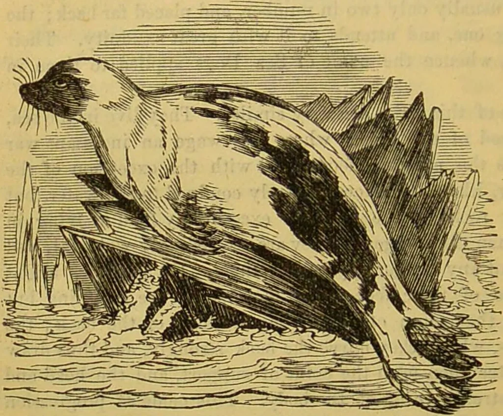 An illustration from A natural history of the animal kingdom : being a systematic and popular description of the habits, structure, and classification of animals, from the lowest to the highest forms. Arranged according to their organisation / by W. S. Dallas., 1860, leaf 750