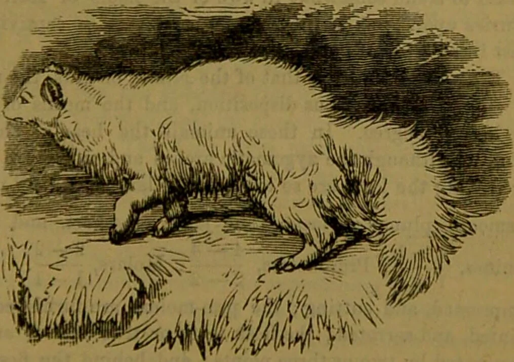 An illustration from A natural history of the animal kingdom : being a systematic and popular description of the habits, structure, and classification of animals, from the lowest to the highest forms. Arranged according to their organisation / by W. S. Dallas., 1860, leaf 755