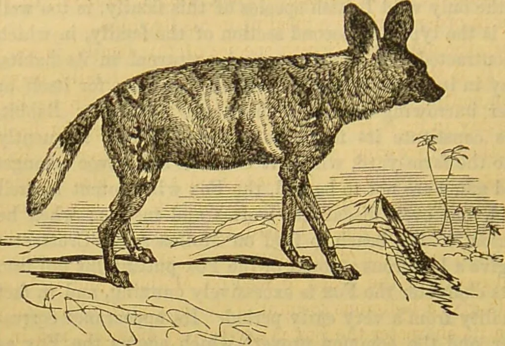 An illustration from A natural history of the animal kingdom : being a systematic and popular description of the habits, structure, and classification of animals, from the lowest to the highest forms. Arranged according to their organisation / by W. S. Dallas., 1860, leaf 756