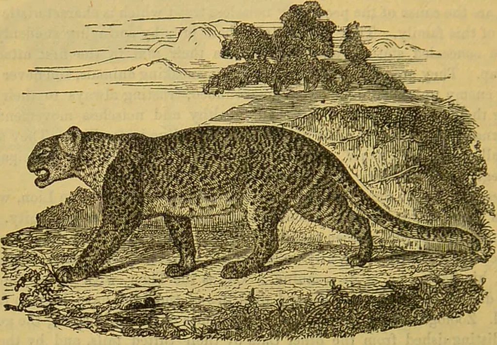 An illustration from A natural history of the animal kingdom : being a systematic and popular description of the habits, structure, and classification of animals, from the lowest to the highest forms. Arranged according to their organisation / by W. S. Dallas., 1860, leaf 758