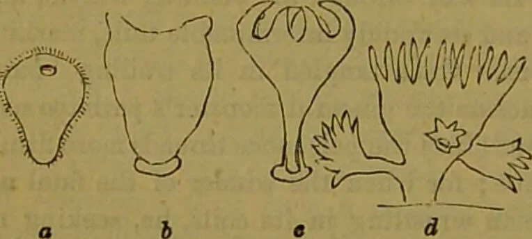 An illustration from A natural history of the animal kingdom : being a systematic and popular description of the habits, structure, and classification of animals, from the lowest to the highest forms. Arranged according to their organisation / by W. S. Dallas., 1860, leaf 76