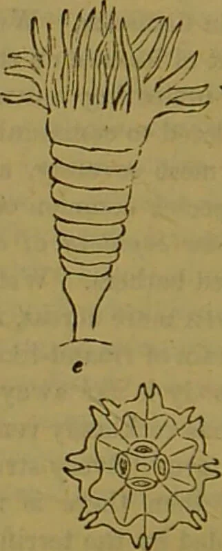 An illustration from A natural history of the animal kingdom : being a systematic and popular description of the habits, structure, and classification of animals, from the lowest to the highest forms. Arranged according to their organisation / by W. S. Dallas., 1860, leaf 76