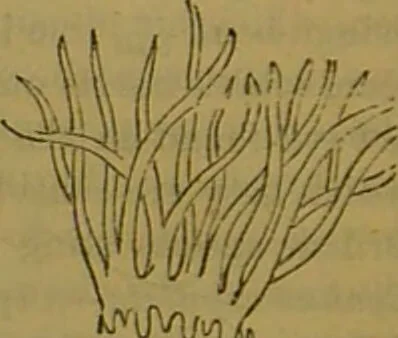An illustration from A natural history of the animal kingdom : being a systematic and popular description of the habits, structure, and classification of animals, from the lowest to the highest forms. Arranged according to their organisation / by W. S. Dallas., 1860, leaf 76