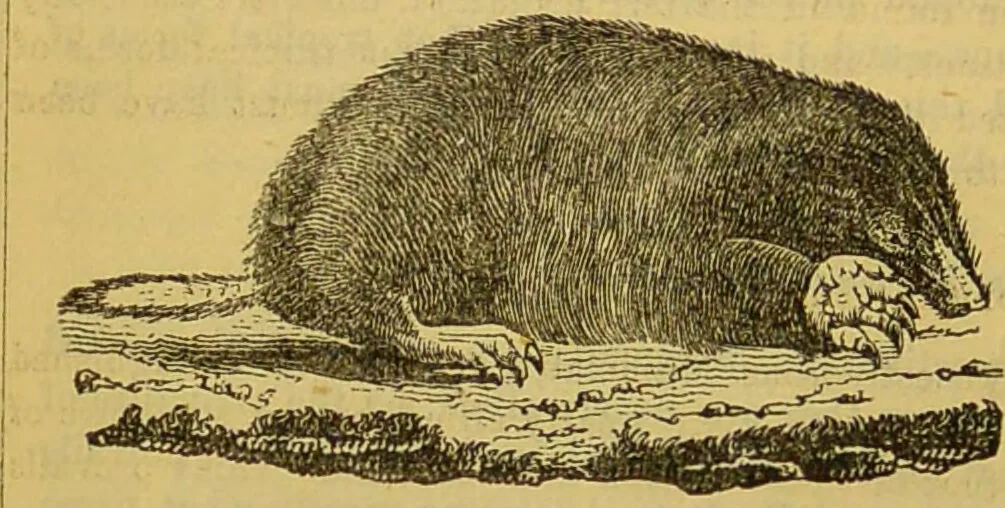 An illustration from A natural history of the animal kingdom : being a systematic and popular description of the habits, structure, and classification of animals, from the lowest to the highest forms. Arranged according to their organisation / by W. S. Dallas., 1860, leaf 768