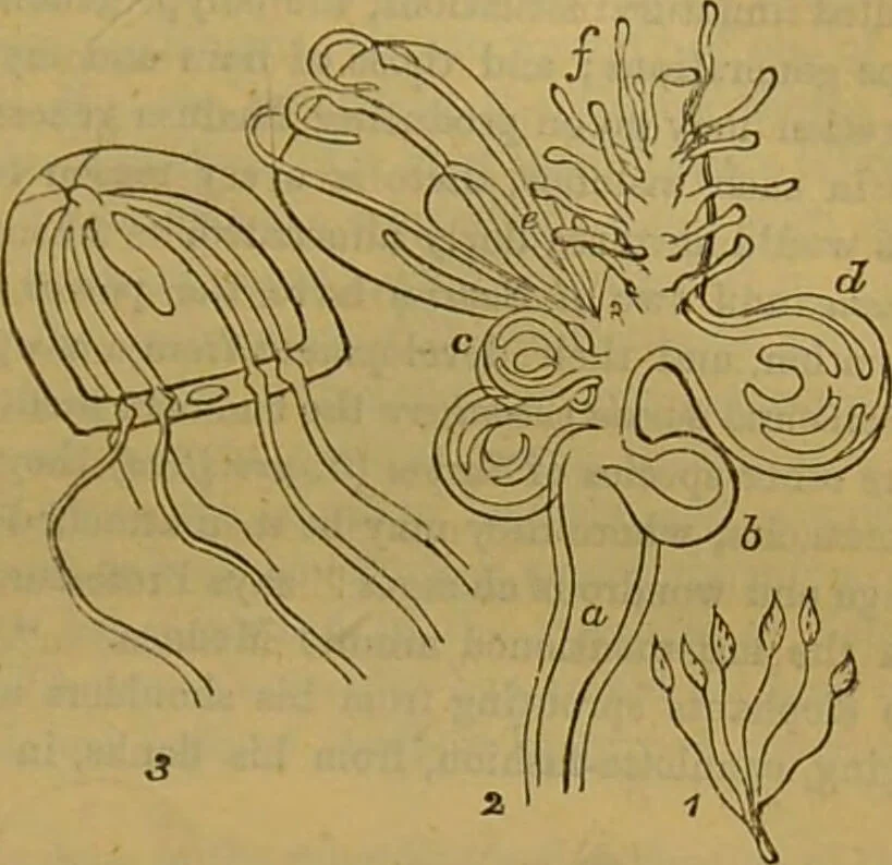 An illustration from A natural history of the animal kingdom : being a systematic and popular description of the habits, structure, and classification of animals, from the lowest to the highest forms. Arranged according to their organisation / by W. S. Dallas., 1860, leaf 77