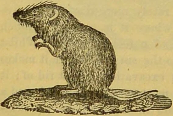 An illustration from A natural history of the animal kingdom : being a systematic and popular description of the habits, structure, and classification of animals, from the lowest to the highest forms. Arranged according to their organisation / by W. S. Dallas., 1860, leaf 770