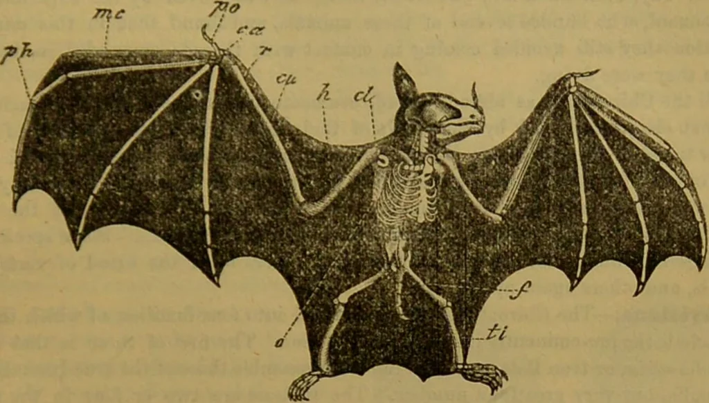 An illustration from A natural history of the animal kingdom : being a systematic and popular description of the habits, structure, and classification of animals, from the lowest to the highest forms. Arranged according to their organisation / by W. S. Dallas., 1860, leaf 773
