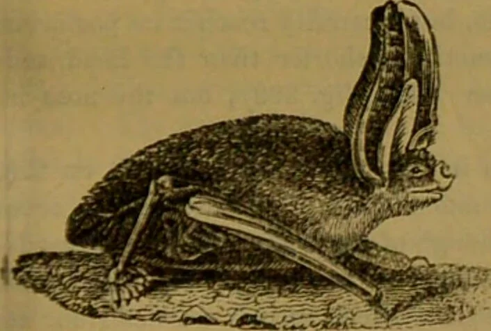 An illustration from A natural history of the animal kingdom : being a systematic and popular description of the habits, structure, and classification of animals, from the lowest to the highest forms. Arranged according to their organisation / by W. S. Dallas., 1860, leaf 773