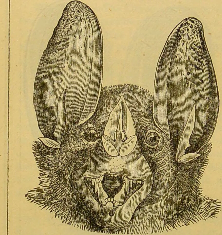 An illustration from A natural history of the animal kingdom : being a systematic and popular description of the habits, structure, and classification of animals, from the lowest to the highest forms. Arranged according to their organisation / by W. S. Dallas., 1860, leaf 776