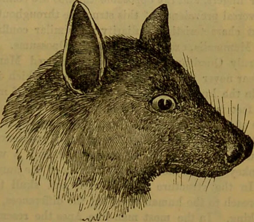 An illustration from A natural history of the animal kingdom : being a systematic and popular description of the habits, structure, and classification of animals, from the lowest to the highest forms. Arranged according to their organisation / by W. S. Dallas., 1860, leaf 777