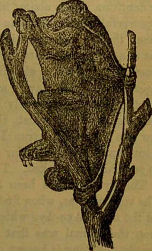 An illustration from A natural history of the animal kingdom : being a systematic and popular description of the habits, structure, and classification of animals, from the lowest to the highest forms. Arranged according to their organisation / by W. S. Dallas., 1860, leaf 779