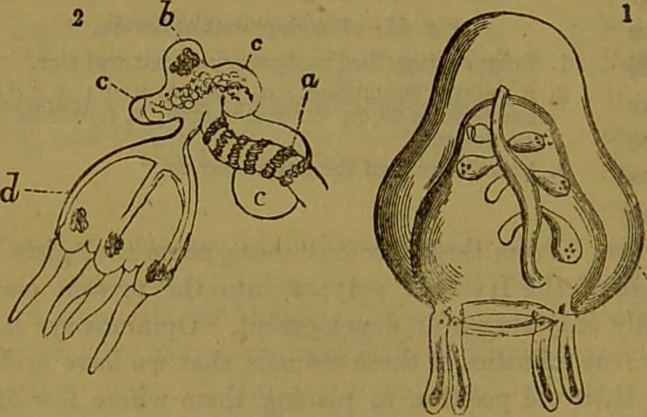 An illustration from A natural history of the animal kingdom : being a systematic and popular description of the habits, structure, and classification of animals, from the lowest to the highest forms. Arranged according to their organisation / by W. S. Dallas., 1860, leaf 78