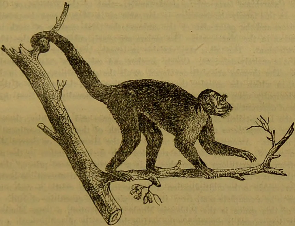An illustration from A natural history of the animal kingdom : being a systematic and popular description of the habits, structure, and classification of animals, from the lowest to the highest forms. Arranged according to their organisation / by W. S. Dallas., 1860, leaf 783