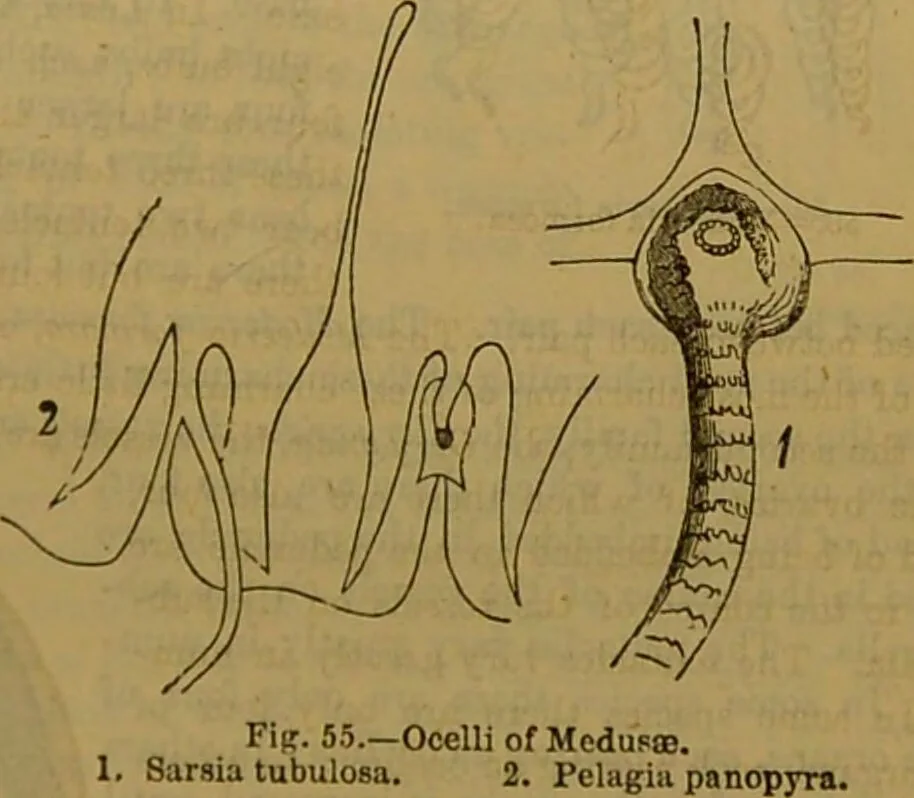 An illustration from A natural history of the animal kingdom : being a systematic and popular description of the habits, structure, and classification of animals, from the lowest to the highest forms. Arranged according to their organisation / by W. S. Dallas., 1860, leaf 79