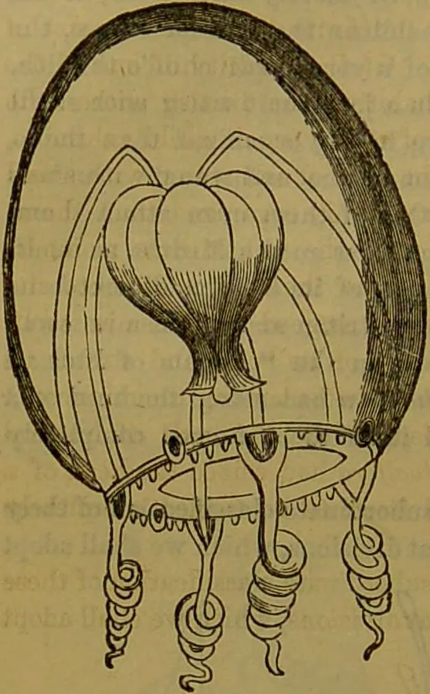 An illustration from A natural history of the animal kingdom : being a systematic and popular description of the habits, structure, and classification of animals, from the lowest to the highest forms. Arranged according to their organisation / by W. S. Dallas., 1860, leaf 80
