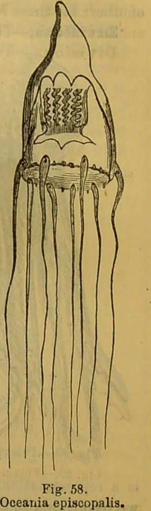 An illustration from A natural history of the animal kingdom : being a systematic and popular description of the habits, structure, and classification of animals, from the lowest to the highest forms. Arranged according to their organisation / by W. S. Dallas., 1860, leaf 81