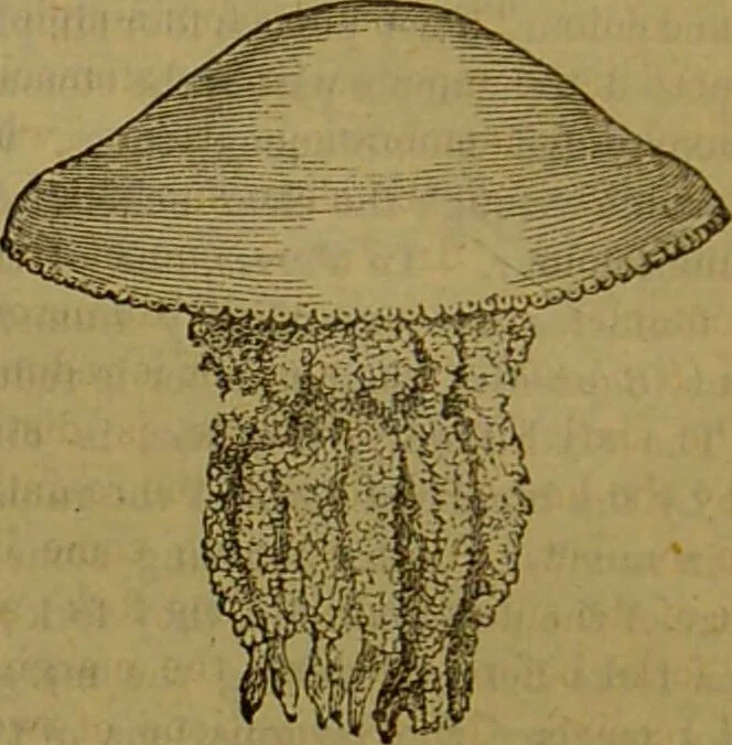 An illustration from A natural history of the animal kingdom : being a systematic and popular description of the habits, structure, and classification of animals, from the lowest to the highest forms. Arranged according to their organisation / by W. S. Dallas., 1860, leaf 82