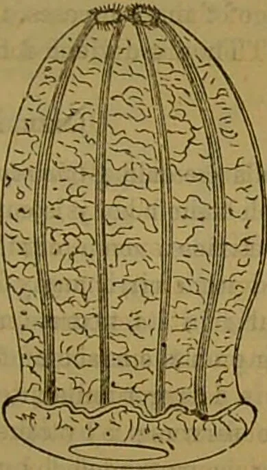 An illustration from A natural history of the animal kingdom : being a systematic and popular description of the habits, structure, and classification of animals, from the lowest to the highest forms. Arranged according to their organisation / by W. S. Dallas., 1860, leaf 83