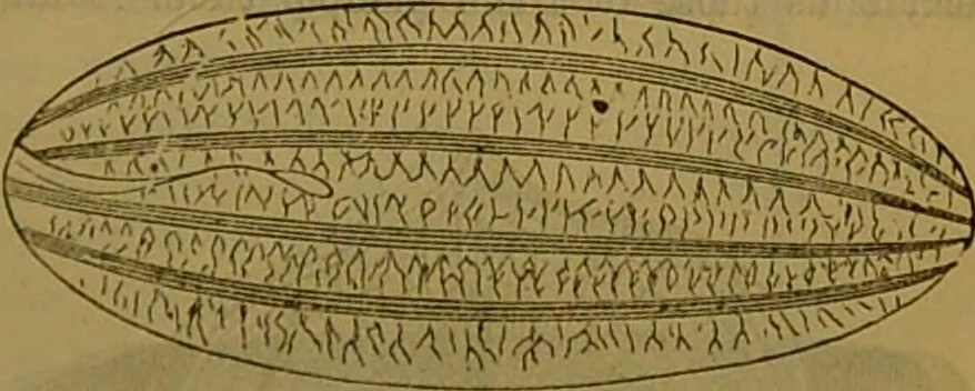 An illustration from A natural history of the animal kingdom : being a systematic and popular description of the habits, structure, and classification of animals, from the lowest to the highest forms. Arranged according to their organisation / by W. S. Dallas., 1860, leaf 83