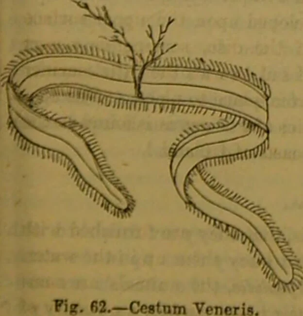 An illustration from A natural history of the animal kingdom : being a systematic and popular description of the habits, structure, and classification of animals, from the lowest to the highest forms. Arranged according to their organisation / by W. S. Dallas., 1860, leaf 83