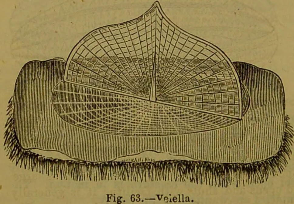 An illustration from A natural history of the animal kingdom : being a systematic and popular description of the habits, structure, and classification of animals, from the lowest to the highest forms. Arranged according to their organisation / by W. S. Dallas., 1860, leaf 84