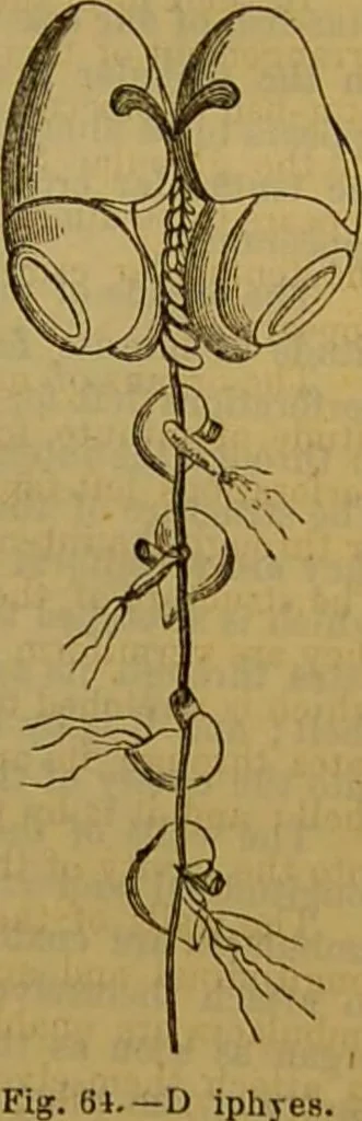 An illustration from A natural history of the animal kingdom : being a systematic and popular description of the habits, structure, and classification of animals, from the lowest to the highest forms. Arranged according to their organisation / by W. S. Dallas., 1860, leaf 85