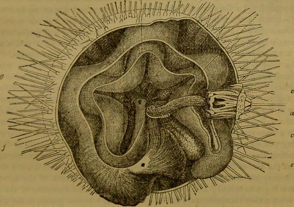 An illustration from A natural history of the animal kingdom : being a systematic and popular description of the habits, structure, and classification of animals, from the lowest to the highest forms. Arranged according to their organisation / by W. S. Dallas., 1860, leaf 87