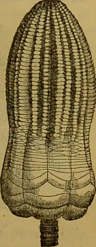 An illustration from A natural history of the animal kingdom : being a systematic and popular description of the habits, structure, and classification of animals, from the lowest to the highest forms. Arranged according to their organisation / by W. S. Dallas., 1860, leaf 89