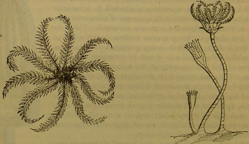 An illustration from A natural history of the animal kingdom : being a systematic and popular description of the habits, structure, and classification of animals, from the lowest to the highest forms. Arranged according to their organisation / by W. S. Dallas., 1860, leaf 90