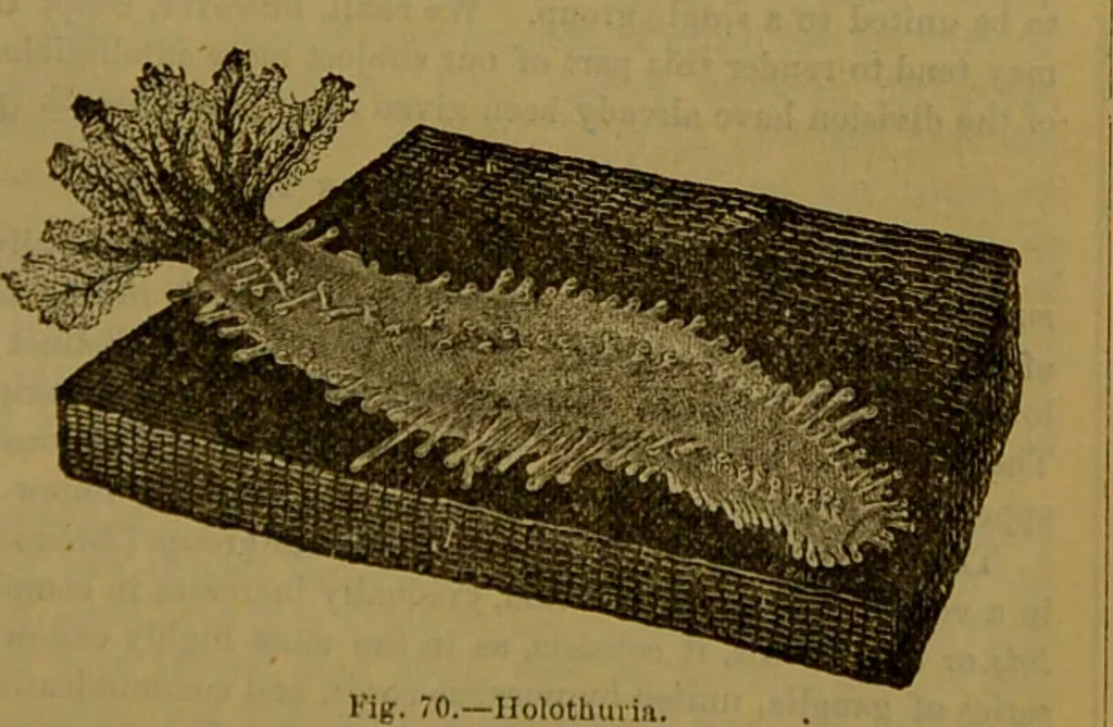 An illustration from A natural history of the animal kingdom : being a systematic and popular description of the habits, structure, and classification of animals, from the lowest to the highest forms. Arranged according to their organisation / by W. S. Dallas., 1860, leaf 93