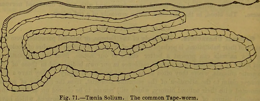 An illustration from A natural history of the animal kingdom : being a systematic and popular description of the habits, structure, and classification of animals, from the lowest to the highest forms. Arranged according to their organisation / by W. S. Dallas., 1860, leaf 96
