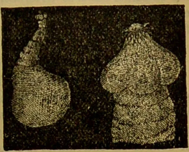 An illustration from A natural history of the animal kingdom : being a systematic and popular description of the habits, structure, and classification of animals, from the lowest to the highest forms. Arranged according to their organisation / by W. S. Dallas., 1860, leaf 97