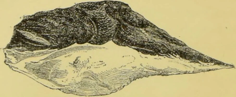 An illustration from Pre-historic times, as illustrated by ancient remains, and the manners and customs of modern savages / by John Lubbock., 1865, leaf 220