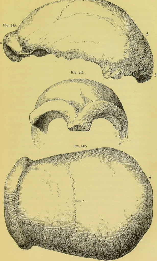 An illustration from Pre-historic times, as illustrated by ancient remains, and the manners and customs of modern savages / by John Lubbock., 1865, leaf 367