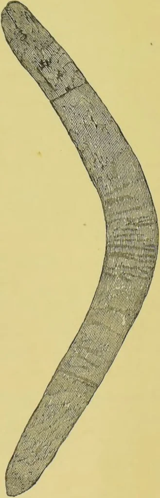 An illustration from Pre-historic times, as illustrated by ancient remains, and the manners and customs of modern savages / by John Lubbock., 1865, leaf 387