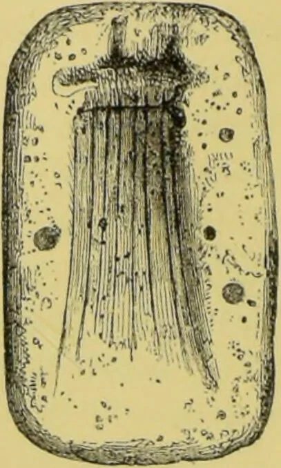 An illustration from Pre-historic times, as illustrated by ancient remains, and the manners and customs of modern savages / by John Lubbock., 1865, leaf 44