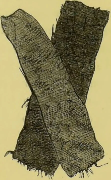 An illustration from Pre-historic times, as illustrated by ancient remains, and the manners and customs of modern savages / by John Lubbock., 1865, leaf 59