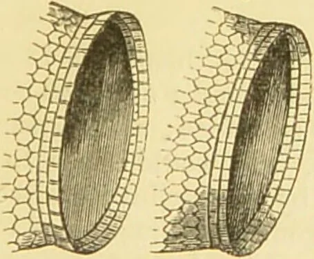 An illustration from The microscope: its history, construction, and application : being a familiar introduction to the use of the instrument and the study of microscopical sciences / by Jabez Hogg., 1869, leaf 138