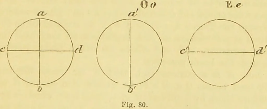 An illustration from The microscope: its history, construction, and application : being a familiar introduction to the use of the instrument and the study of microscopical sciences / by Jabez Hogg., 1869, leaf 158